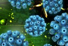 ВОЗ: Неизвестный острый гепатит выявлен у детей в 33 странах