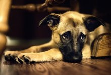 Мужчина убил свою собаку ради жира в Алматинской области