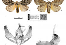 Ученый из Toraighyrov University обнаружил в ВКО непривычную для Казахстана бабочку