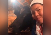 "Даже животные возмущены!": как казахстанка поет вместе с коровами о муке и сахаре (ВИДЕО)