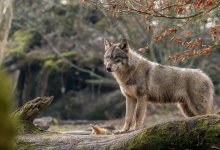 Нападение волчицы на людей в ЗКО: село закрыли на карантин из-за бешенства