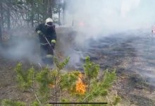 До 250 гектаров уникального реликтового бора сгорело в Семее