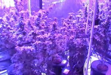 Житель Усть-Каменогорска устроил наркоплантацию дома