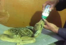 Павлодарские лесники выхаживают осиротевших детенышей косули