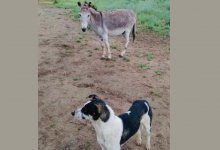 Неразлучные друзья: для ослика и собаки ищут дом в Талдыкоргане