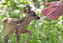 Имена спасенным косулятам дали лесники из Павлодара