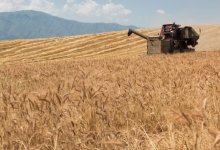 Фермеры Казахстана могут уйти в минус от введения экспортной пошлины