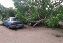 Женщину придавило деревом из-за сильного ветра в Карагандинской области
