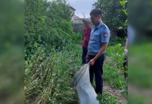 Плантацию в 2 400 кустов опийного мака ликвидировали в Туркестанской области