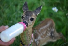 Павлодарцы обеспечили молочной смесью осиротевших косулят