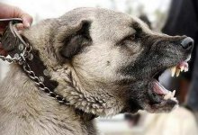 Нападение алабаев в селе Талгарского района: девочке нужна пластическая операция