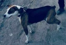 Не могла ни лаять, ни скулить. Повешенную собаку нашли в парке в Караганде