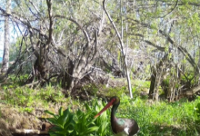 Редкого черного аиста засняли в заповеднике ВКО