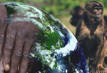 Разбираем, почему обезьянья оспа не приведет к пандемии как при COVID-19