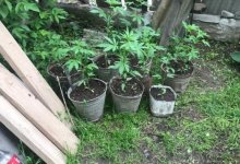 Наркокусты обнаружили полицейские во дворе дома жителя Туркестанской области