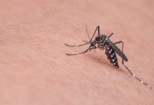 Бесконечная война с гнусом: на нашествие насекомых жалуются жители Атырау