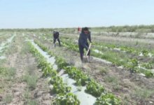 Из-за нехватки воды рисовые плантации отдают под картошку и арбузы в Кызылординской области