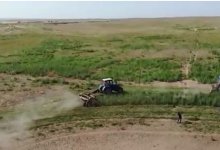 Видео покоса десятков тонн конопли представили полицейские Жамбылской области