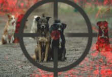 "Подталкивают людей к жестокости и незаконности": зоозащитники обратились к Токаеву из-за бездействия МИО