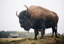 Казахстанского зубробизона не впустили в Россию