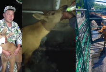 Оставшегося без матери лосенка спасли лесники на берегу Иртыша