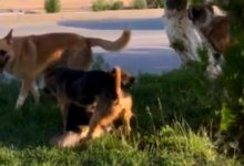 Бездомные собаки напали на девочку в Жанаозене