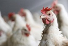 За считанные дни погибли все куры в селе Костанайской области