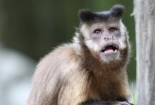 Оспа обезьян в Казахстане не обнаружена - санэпидконтроль