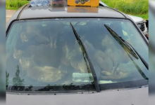 Американка две недели жила в автомобиле с 47 кошками