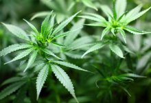 Свыше 1,5 кг марихуаны хранил житель Риддера