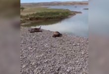 Тушки разлагающихся овец и коз нашли у водохранилища в Жетысуской области