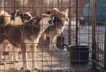 Около четверти отловленных собак уничтожают в ЗКО