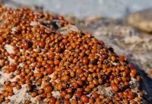 Быть покусанными божьими коровками боятся жители Актау