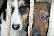 Подделывали документы: в Атырау присвоили деньги на отлов собак