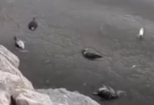 Причину гибели бакланов в Актау назвали специалисты