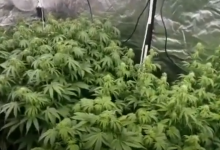 Двое мужчин выращивали коноплю в центре столицы