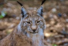 Рыси с казахскими именами поселились в Карагандинском зоопарке