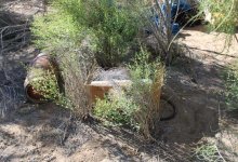 Крупная наркоплантация посреди степи ликвидирована в Кызылординской области (ВИДЕО)