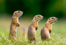 Самолет не смог приземлиться из-за миграции сусликов в России