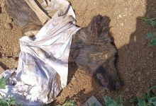 Похороненную заживо собаку обнаружили в Костанае