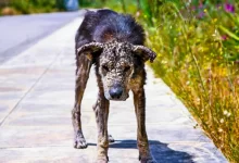 В Костанае спасли собаку, заживо закопанную живодерами