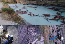 ЧП со студентами из Индии прокомментировали в ДЧС Туркестанской области