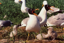 В Атырау массово гибнут черноголовые хохотуны