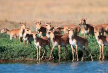 80 тысяч особей сайгаков пойдут под отстрел в Казахстане