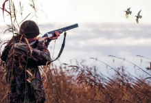 Из-за массовой гибели краснокнижных чаек в Атырауской области запретили охотиться