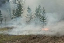 Леса Казахстана под угрозой из-за пожара в России