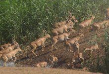 Из-за сайгаков фермеры могут потерять половину урожая – Минсельхоз