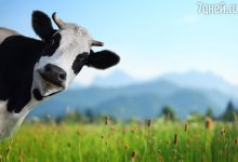 Село закрыли на карантин из-за бруцеллеза в СКО