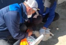 Прививают домашних птиц и отстреливают диких после гибели чаек в Атырауской области