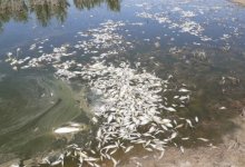 Гибель рыбы в озере: результаты проверки озвучили в Атырау